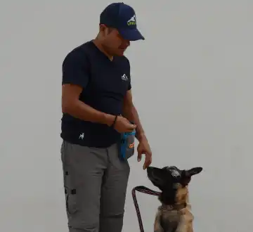 adiestramiento mascotas quito